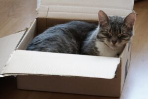 Wann darf meine Katze nach dem Umzug wieder nach draußen