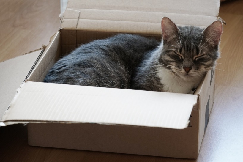 Wann darf meine Katze nach dem Umzug wieder nach draußen