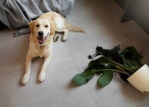 Hund frisst ständig Dinge vom Boden